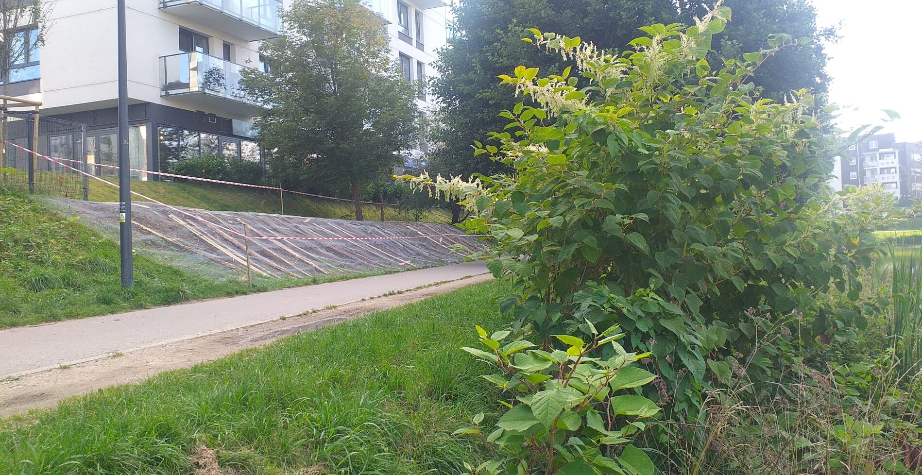 Gdańsk zaczyna walkę z rdestowcem. I przegrywa na starcie