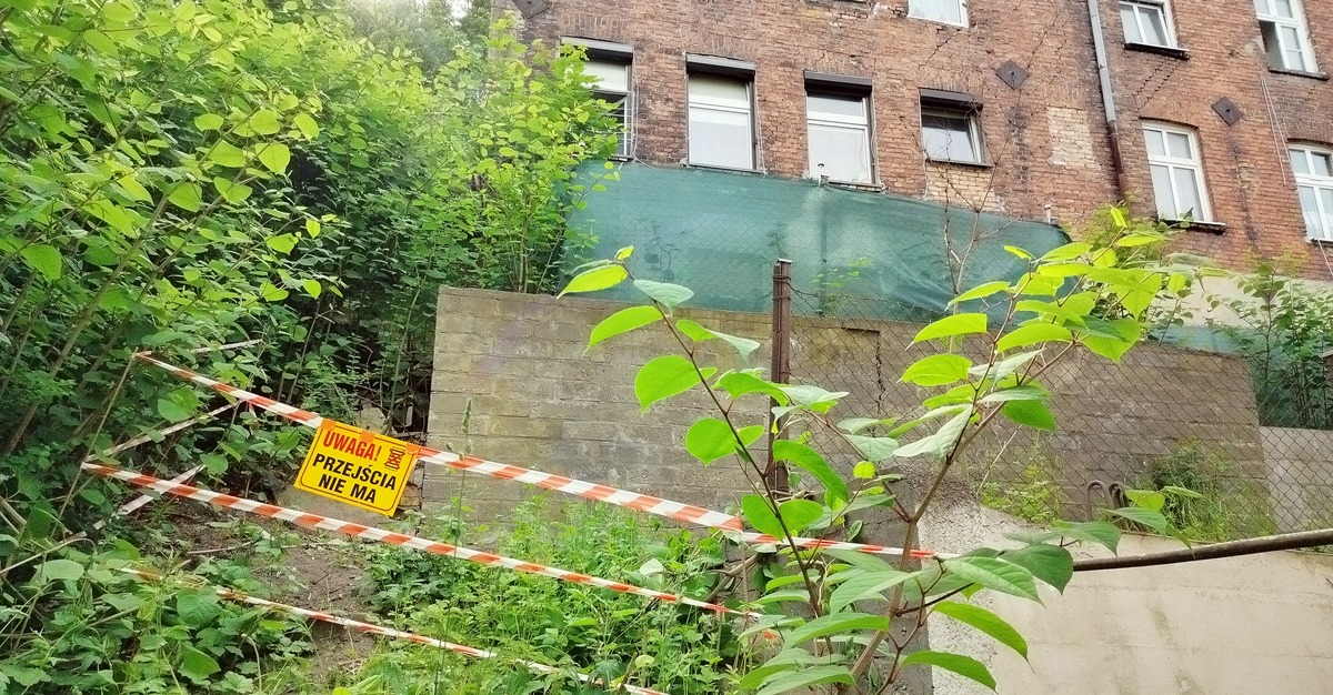 Spotkanie w sprawie rdestowca na Biskupiej Górce – relacja